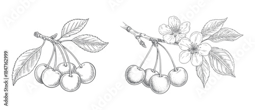 Classic handdrawn cherry branches and flowers in traditional engraving look.