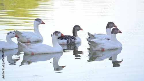White geese, beautiful white geese swimming calmly in a lake in Brazil, slow motion, 4k, selective focus.