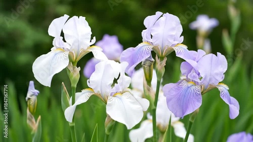 Beautiful Purple and White Iris Flowers Blooming in a Lush Green Garden.