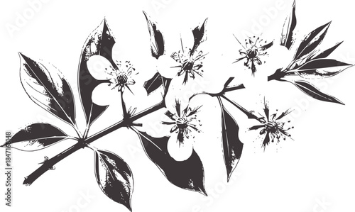 Black and white botanical of flowering branch with leaves