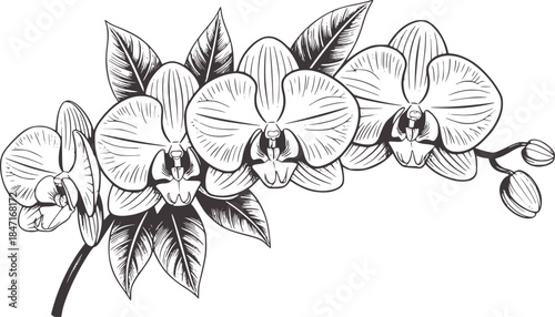 Black and white detailed of orchid flowers stem petals