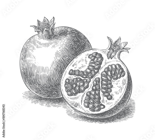 Vintage pomegranate fruit with seeds in classic botanical engraving style.