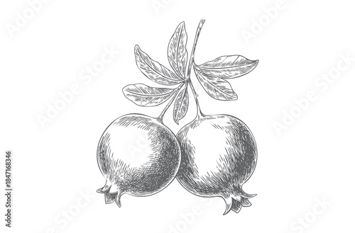 Vintage pomegranate fruit with seeds in classic botanical engraving style.