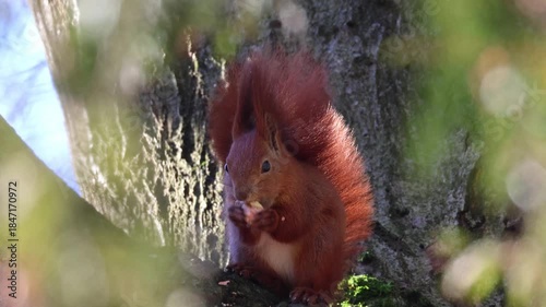 Close-up portrait of a cute, fluffy red squirrel holding a piece of walnut in its paw while eating on a sunny autumn day.
