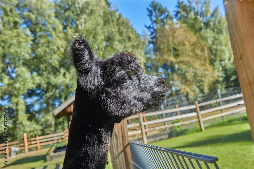 Fototapeta premium Beautiful portrait of a curious alpaca.