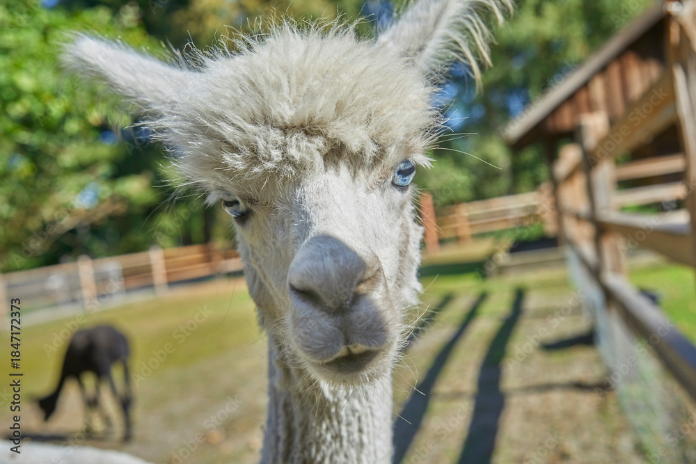 Fototapeta premium Beautiful portrait of a curious alpaca.