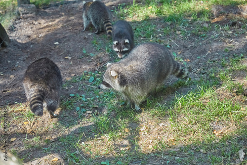 Cute raccoon family in the animal enclosure.