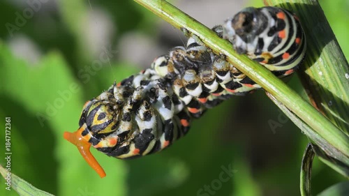 Swallowtail caterpillar with Osmeterium everted for defensive purposes, Papilio machaon, close-up, Cogne, Gran Paradiso National Park, Italy, Osmeterium, caterpillar, swallowtail, butterfly,