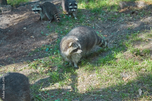 Cute raccoon family in the animal enclosure.