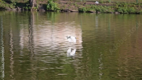 White heron, a beautiful white heron flying over the calm waters of a lake in slow motion, 4k, selective focus.