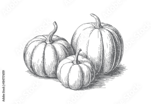 Pumpkin vintage botanical illustration in classic hand drawn engraving style.