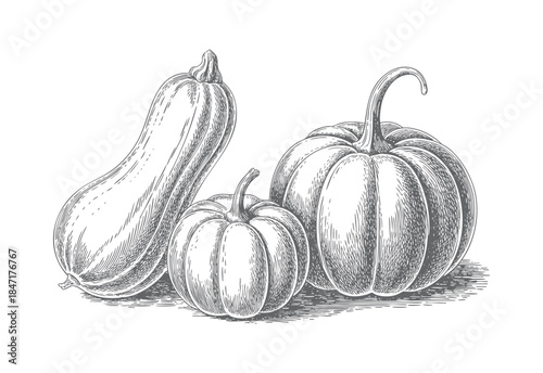 Antique garden squash and pumpkin illustration with detailed botanical line engraving.