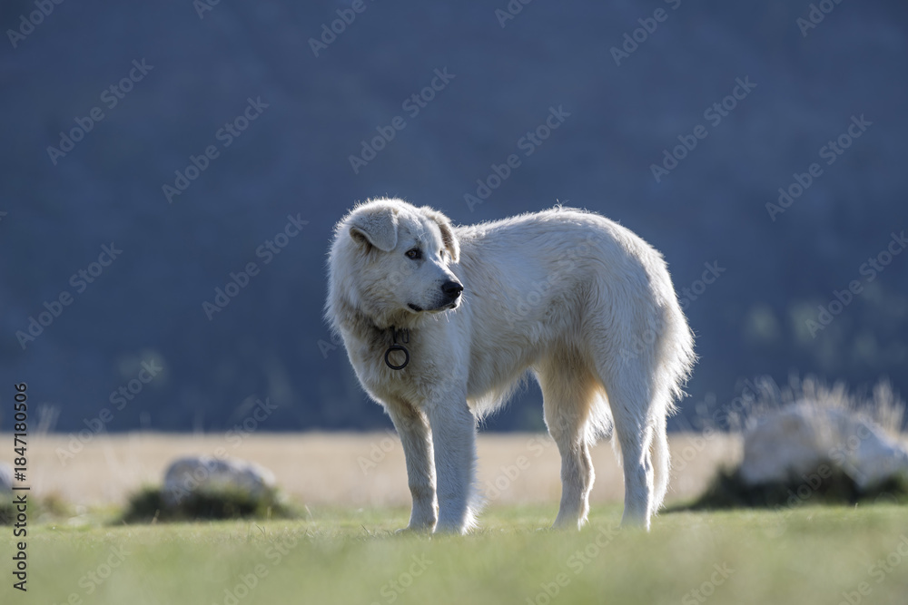 Obraz premium Portrait of a Cane da Pastore Maremmano-Abruzzese (Maremma Sheepdog) in the Gran Sasso e Monti della Laga National Park, Abruzzo, Italy.