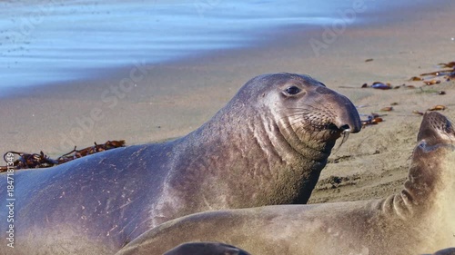 A young male northern elephant seal pup with large dark eyes resting on the sandy shores of the California coast