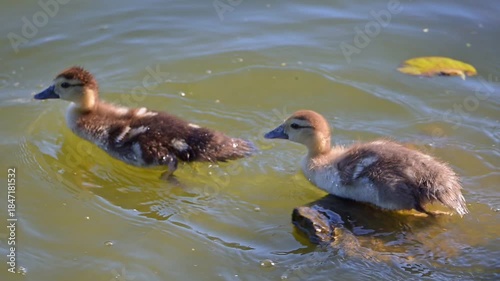Ducklings, beautiful baby ducklings living peacefully in a lake in Brazil, 4k, selective focus.