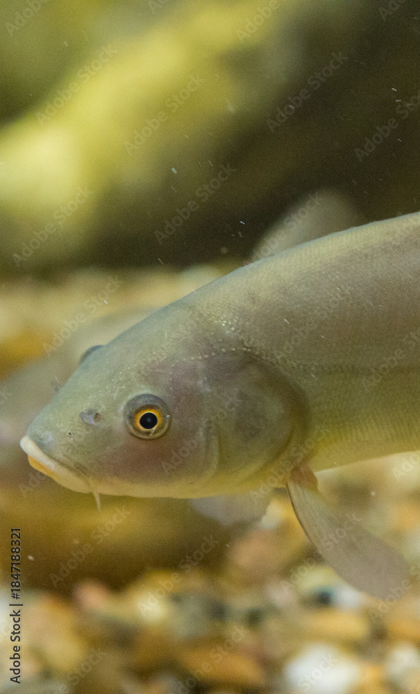 Αυτοκόλλητο Tench, doctor fish, Tinca tinca, tenca