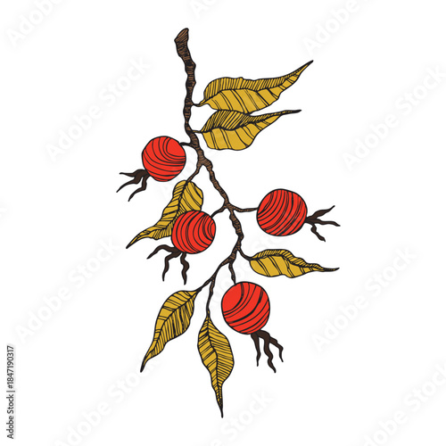 Rose hip, cranberry, blueberries silhouette vector illustration. Natural delicious fresh ripe tasty fruit. Food concept.