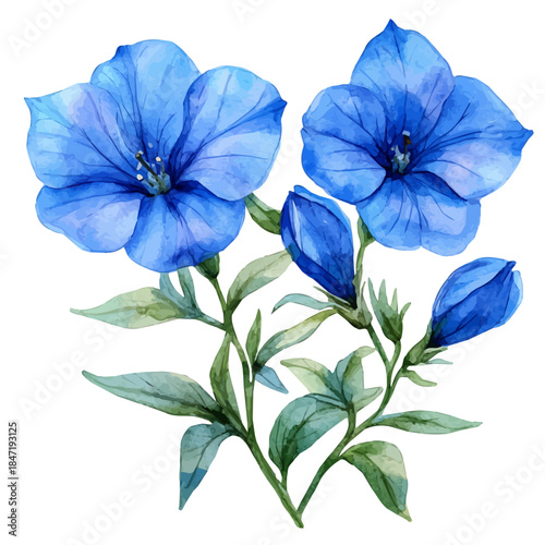 Lobelia Flower, watercolor clipart vector, isolated on a white background.