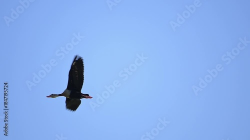Duck flying, a duck flying on a lake early in the morning, 4k, selective focus.