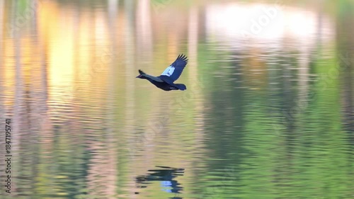 Duck flying, a duck flying on a lake early in the morning, 4k, selective focus.