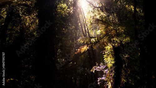 Foto west coast new zealand hiking nature close up plants green thick native bush