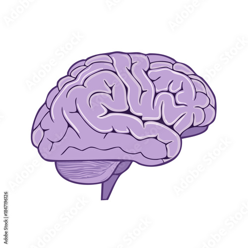 Brain illustration in lilac and purple tones for science health or medical designs