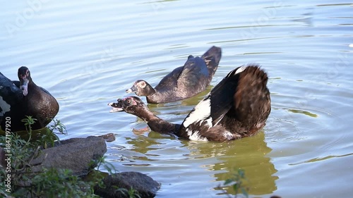 Ducks fighting, some ducks arguing in a lake early in the morning, 4k, selective focus.