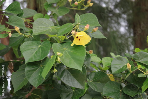 Photos 開花した黄色いオオハマボウの花と緑の葉