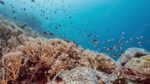 Medium underwater shot of coral reef with multitudes of small fish in the Ebiil Channel Conservation Area, Palau