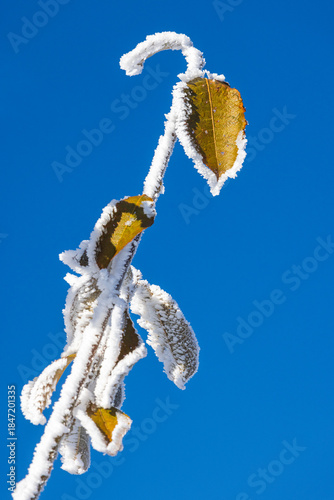 Wallpaper Mural Delicate leaves and a frosted branch against an intense blue sky are seen in a minimalist composition, evoking a sense of winter's quiet beauty and the stark contrast of nature. Torontodigital.ca