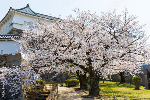日本の風景・春　世界遺産　桜満開の国宝姫路城