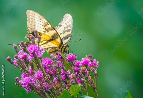 Eastern Tiger Swallowtail butterfly pollinating flowers in a  wildlife park in Roswell Georgia.