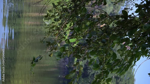 Reflection of the water, a beautiful reflection of the water on some branches at dawn. Slow motion, 4k, selective focus. vertical video.