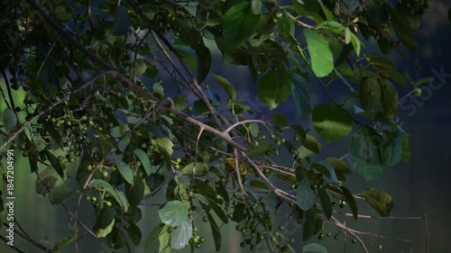 Reflection of the water, a beautiful reflection of the water on some branches at dawn. Slow motion, 4k, selective focus.