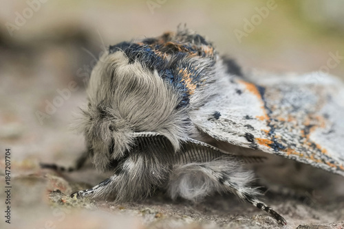 Billede på lærred Detailed closeup on a white striped sallow kitten moth, Furcula furcula, sitting