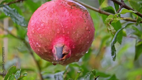 Pomegranate, a pomegranate swaying on a branch on a rainy day in Brazil, selective focus.