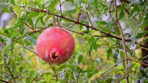 Pomegranate, a pomegranate swaying on a branch on a rainy day in Brazil, selective focus.