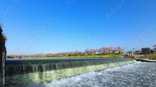 白石川堤一目千本桜【宮城県柴田郡大河原町】