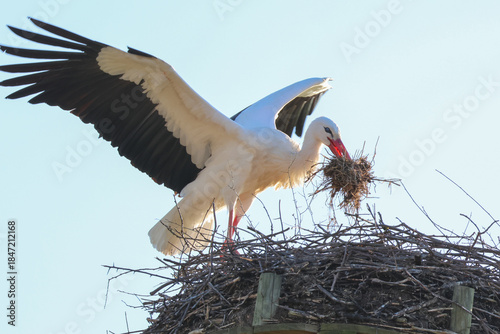 Storch beim Nestbau