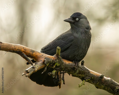 English corvid bird. The Jackdaw.