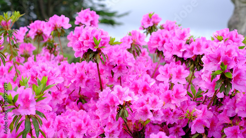 A vibrant close-up background featuring a dense cluster of blooming pink azalea flowers covered in fresh water droplets.