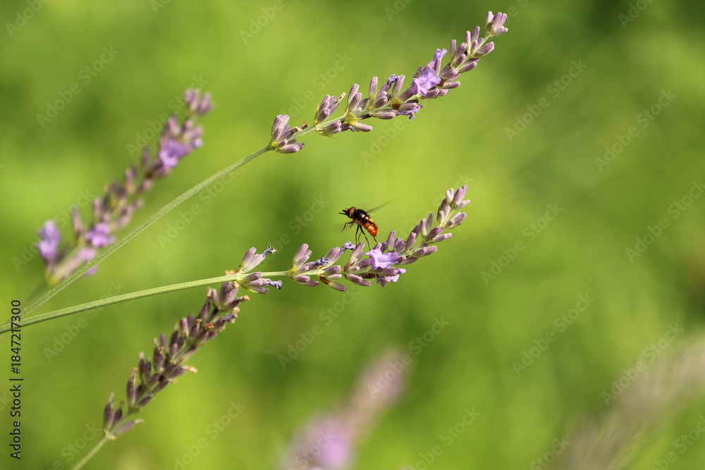 Fototapeta premium Nektarsauger