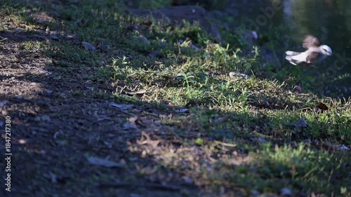The masked water-tyrant (Fluvicola nengeta), a beautiful bird by the edge of a lake in slow motion, 4k, selective focus.