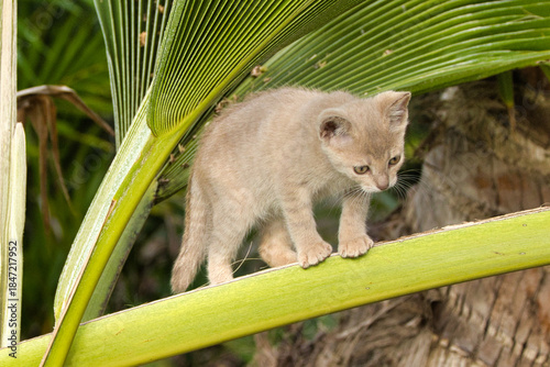 Small kitten looking down while balanced om a fallen palm frond.