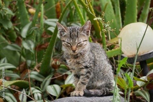 Wallpaper Mural Adorable Gray Tabby Kitten Poses Outdoors Among Lush Green Garden Plants Torontodigital.ca