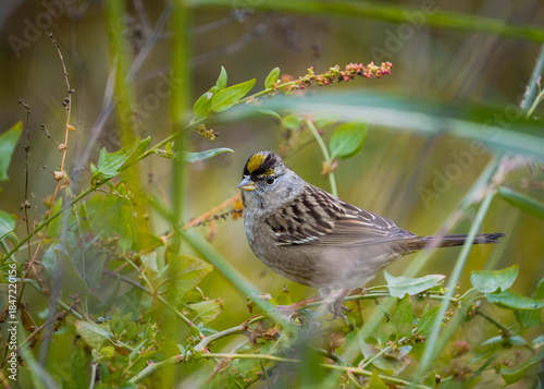 Golden crowned sparrow on branch