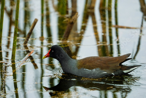 Common Gallinule in water