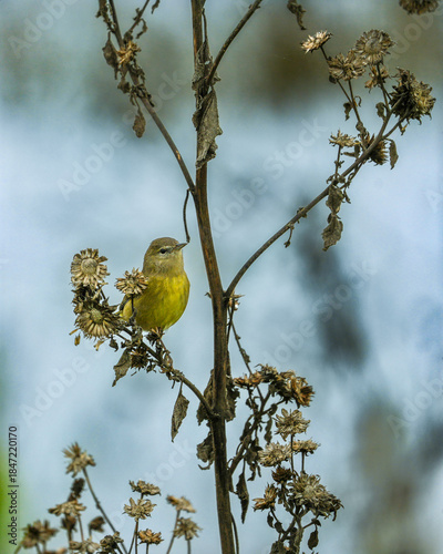 Orange crowned warbler on branch