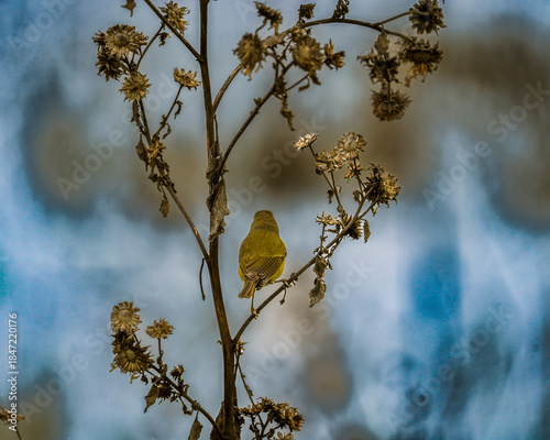 Orange crowned warbler on branch