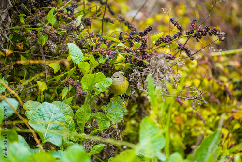 Orange crowned warbler in vegetation